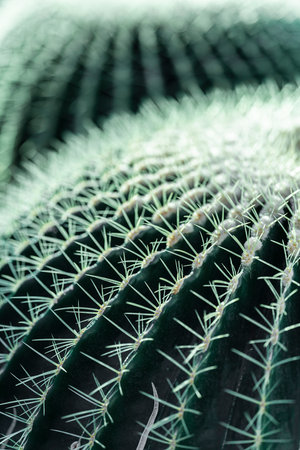 Cactus close up. Deep green, floral background. High quality photoの写真素材