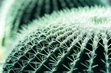 Cactus close up. Deep green, floral background. High quality photoの写真素材