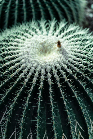 Cactus close up. Deep green, floral background. High quality photoの写真素材