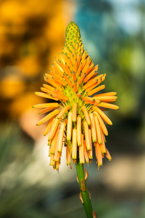 Flower of red hot poker. High quality photoの写真素材