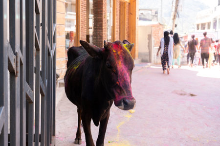 Rishikesh, India, March 2024. Cow with paint on her head. High quality photoの写真素材