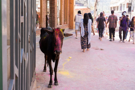 Rishikesh, India, March 2024. Cow with Holi paint on her head. High quality photoの写真素材