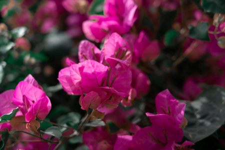 In focus, pink bougainville flowers, with small white flowers in the center. In the background, other flowers, also pink, with leaves and branches. Expressing the perfection of nature. High quality photoの写真素材