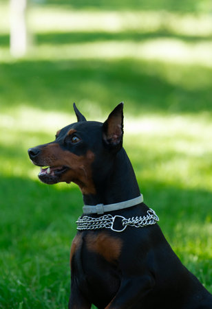 The dog breed Doberman Pinscher sits on a green grass. High quality photoの写真素材