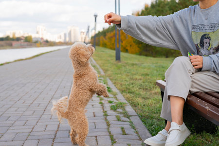 A young Asian woman sits on a bench and feeds snacks to her pet toy poodle. High quality photoの写真素材