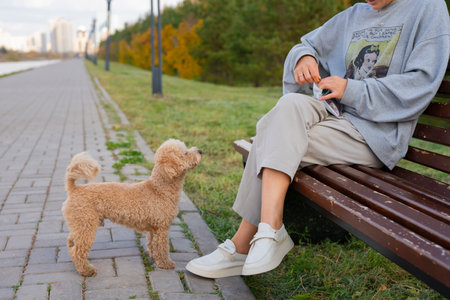A young Asian woman sits on a bench and feeds snacks to her pet toy poodle. High quality photoの写真素材