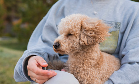 A young woman sits on a bench with her pet toy poodle. High quality photoの写真素材