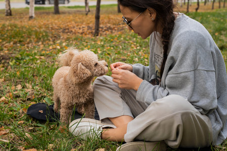 A young Asian woman sits on the grass and feeds her toy poodle. Autumn landscape. High quality photoの写真素材