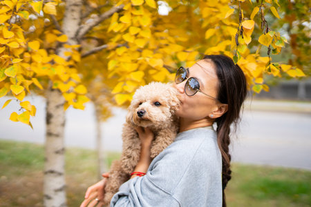 Young Asian woman holding a mini poodle on a background of yellow autumn leaves. High quality photoの写真素材