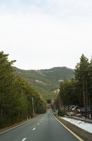 Road through a forest, pine forest in October. High quality photoの写真素材