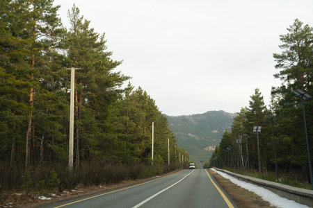 Road through a forest, pine forest in October. High quality photoの写真素材