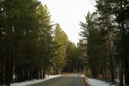 Road through a forest, pine forest in autumn in October. High quality photoの写真素材