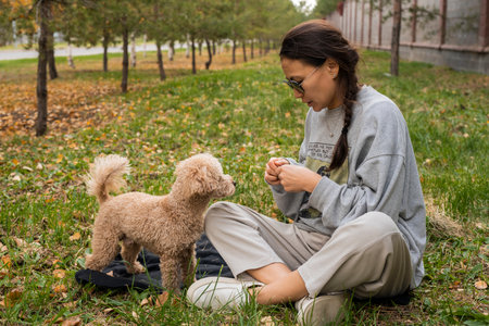 A young woman sits on the grass and feeds her toy poodle. Autumn landscape.の写真素材