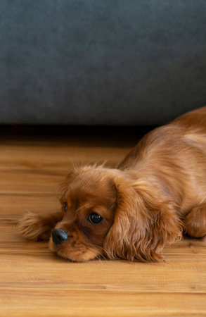 Puppy at home near the sofa.の写真素材