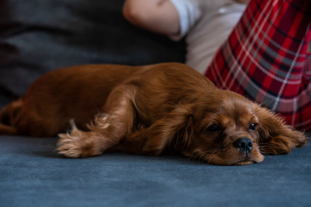 A cute Cavalier King Charles puppy lies on the sofa next to a girl.の写真素材
