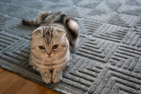A Scottish Fold cat is lying on the floorの写真素材