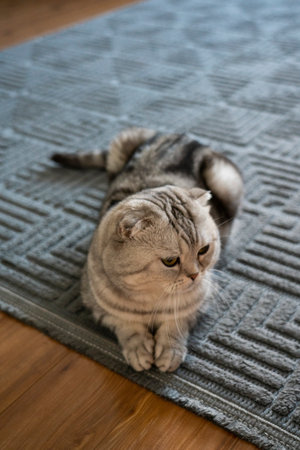A Scottish Fold cat is lying on the floorの写真素材