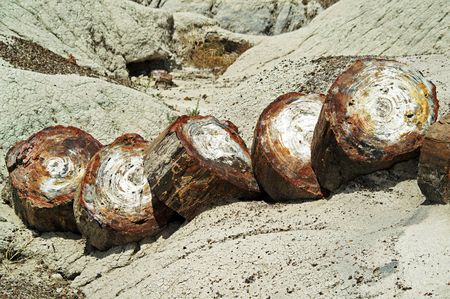 Petrified tree sliding down a hillの写真素材