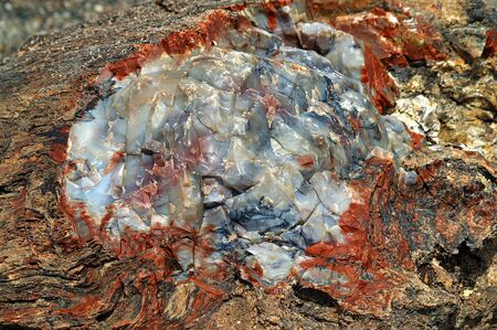 Petrified treeの写真素材