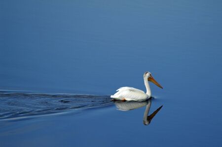 white pelican floating on a calm lakeの写真素材