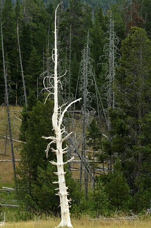 White firの写真素材