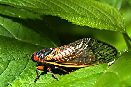 Red eyed seventeen year cicada
