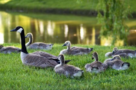 Flock of young Canada Goslings with their motherの写真素材