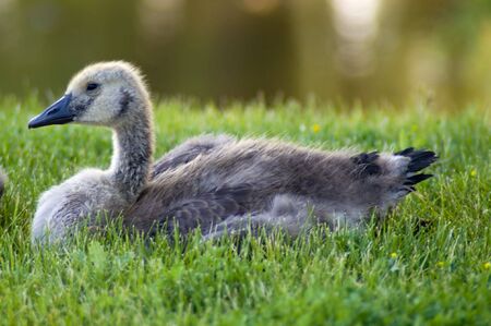 Canada Goslingの写真素材