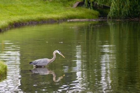 Great Blue Heron in a pond waiting to make another catchの写真素材
