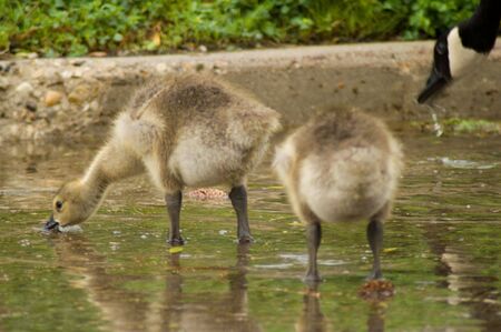 Two Canada goslings with mother goose slurping waterの写真素材