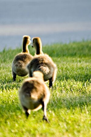 Three young goslings running awayの写真素材
