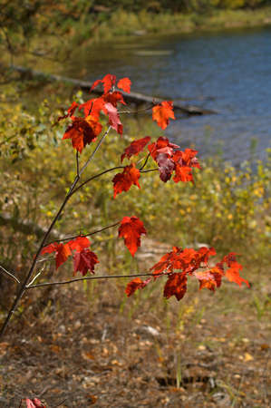 Fiery colors in Chequamegon-Nicolet National Forest, Wisconsin, USAの写真素材