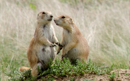 A prairie dog couple in the Devils Tower prairie dog town, Wyoming, USAの写真素材