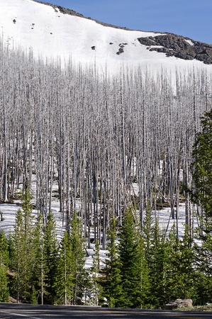 Stalks of a burnt forest on a hill with traces  Yellowstone National Park, Wyoming, USA の写真素材