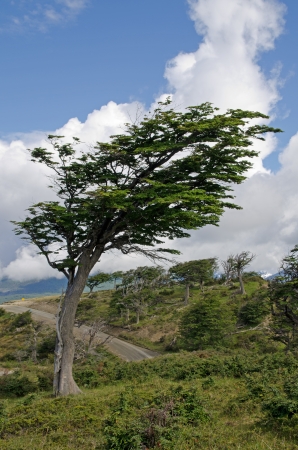 Wind-bent flag tree in Fireland  Tierra Del Fuego , Patagonia, Argentinaの写真素材