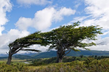 Wind-bent trees in Fireland  Tierra Del Fuego , Patagonia, Argentinaの写真素材