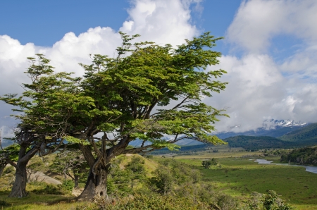 Wind-bent flag trees on a small hill in Fireland  Tierra Del Fuego , Patagonia, Argentinaの写真素材