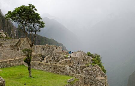 Single tree in the center of a small lawn at the Inca village of Machu Picchu, Peruの写真素材