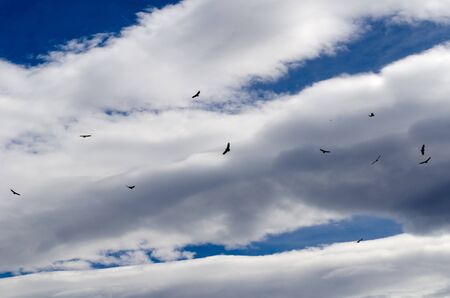A group of condors soaring over a small bluff in Torres Del Paine National Park, Patagonia, Chileの写真素材