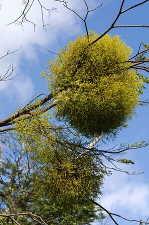 Patagonian Mistletoeの写真素材