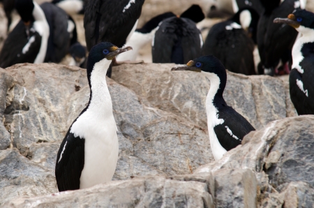 Imperial Shag  Phalacrocorax atriceps , also known as blue-eyed Cormorants made a little islet in the Beagle Channel near the City of Ushuaia their breeding place  Patagonia, Argentinaの写真素材