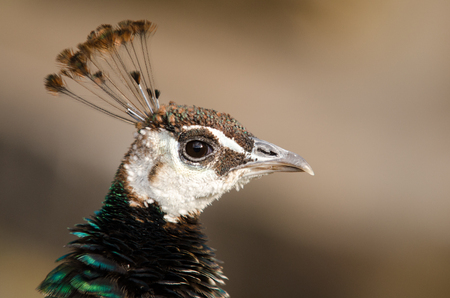 Portrait of a Peacock in Milwaukee County Zooの写真素材