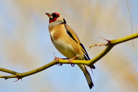 Goldfinch on a branchの写真素材