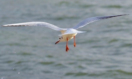 Seagull flying on sea
