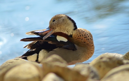 Duck near blue water