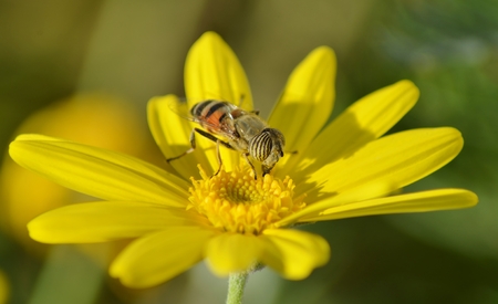 Bee on Flower