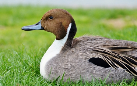 Duck on Grassの写真素材