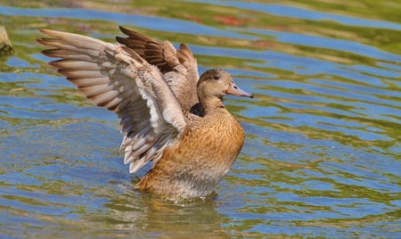 Duck wingspread on waterの写真素材