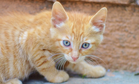 Cute little yellow kittenの写真素材
