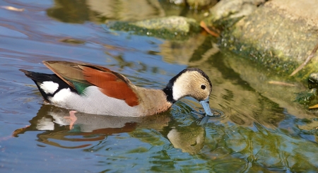 Duck swimming on blue waterの写真素材
